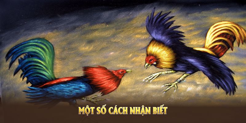 Một số cách nhận biết gà vảy Địa Phủ cơ bản